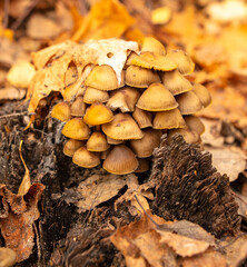 Poisonous mushroom in the ground in the forest in autumn