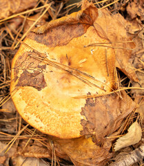 Poisonous mushroom in the ground in the forest in autumn