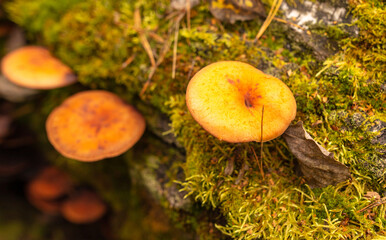 Poisonous mushroom in the ground in the forest in autumn