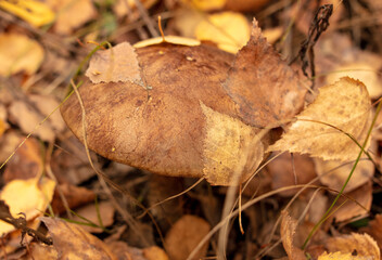 Boletus mushrooms grow in the autumn forest. Close-up