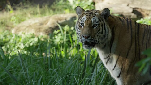 A tiger runs and looks around, warm and sunny day, nature and jungle, RED 4K