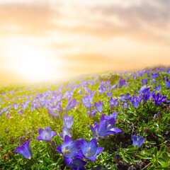 green hill slope with violet flowers at the sunset, beautiful evening natural scene