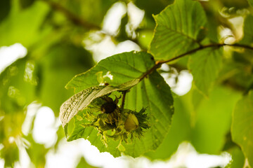 Haselnüsse im Gegenlicht zwischen grünen Blättern im Strauch / Baum - Haselnuss und grüne...