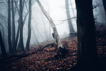Alte abgestorbene Bäume im finsteren Nebelwald