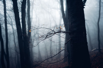 Grusel geisterhafte Wälder im dunklen Nebelwald