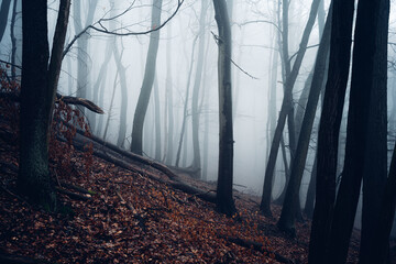 Bergwald im dichten blauen Nebel