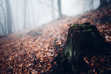 Alter Baumstumpf im nebligen Herbstwald