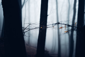 Dunkler Schattenwald mit Nebel