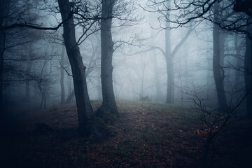 Geheimnisvoller Nebelwald im Harz