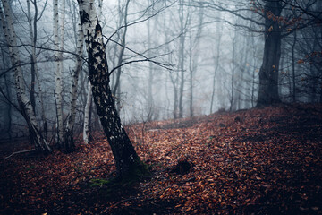 Ein Birke in einem dunklen trüben Nebelwald
