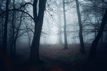 Angsteinflößender dunkler Nebelwald