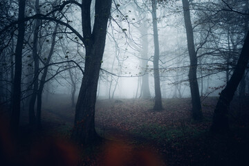 Dunkler Wald mit Nebelstimmung - obrazy, fototapety, plakaty