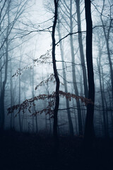 Mystischer dunkler Nebelwald im Harz