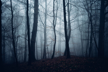 Düsterer Nebelwald im Herbst