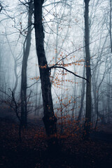 Blattlose Bäume im Nebel