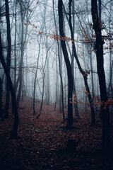 Einsamer dunkler Nebelwald im Herbst. Hochformat