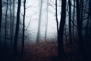 Stadtwald Wernigerode im mystischen Nebel - obrazy, fototapety, plakaty