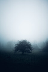 Dunkle Atmosphäre mit Baum auf einer Wiese und Nebel
