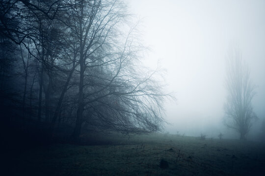 Kalte Nebelstimmung am Waldesrand