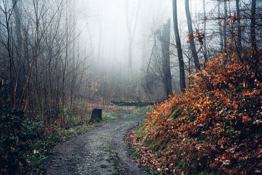 Matschiger Wanderweg führt in einen nebligen Wald