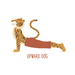 Tiger in upward-facing dog yoga pose. Urdhva Mukha Svanasana yoga pose. Anthropomorphic animal. Unique hand drawn vector illustration.