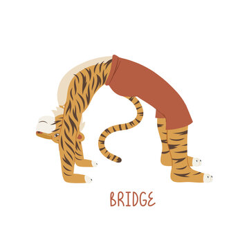Tiger in bridge yoga pose. Setu Bandha Sarvangasana yoga pose. Anthropomorphic animal. Unique hand drawn vector illustration.