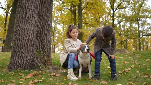 Wide shot confident happy children caressing purebred American Staffordshire Terrier on park lawn. Relaxed carefree Caucasian boy and girl enjoying leisure with dog outdoors. Slow motion