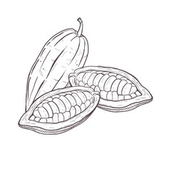 Vector illustration set of three peeled and unpeeled cocoa beans. You can see seeds. Black outline of pods, graphic drawing. For postcards, design and composition decoration, prints, posters, stickers