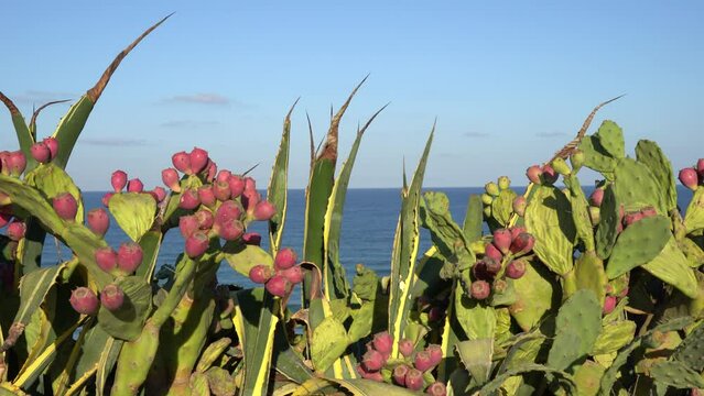 Sabers and aloe vera bushes against the background of the Mediterranean Sea