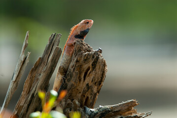 oriental garden lizard