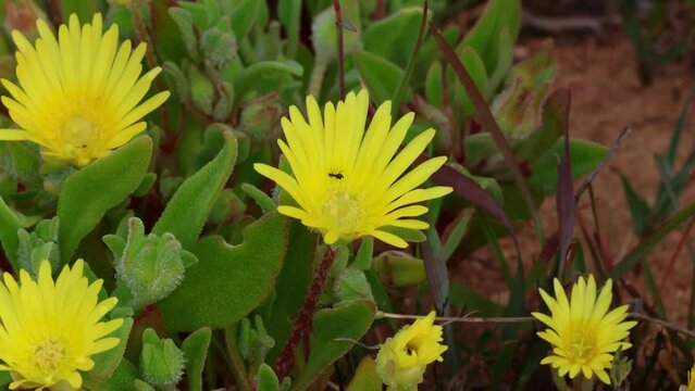 Timelapse closing of yellow wildflower late afternoon