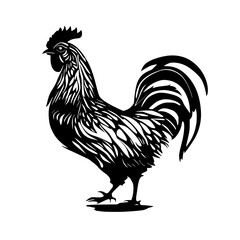 rooster isolated on white background