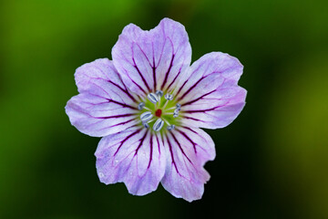 Geranium nodosum flower