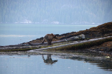 Brown Bear (Ursus arctos), aka Grizzly Bear, Knight Inlet, British Columbia, Canada.