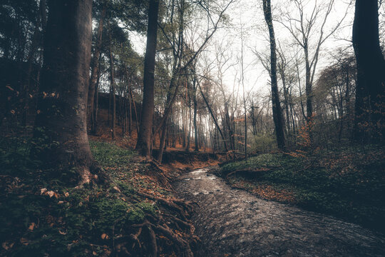 Kleiner Bach fließt durch ein Waldgebiet. Dunkle mystische Stimmung