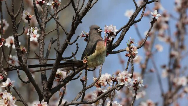  A white-backed mousebird feeding on flower blossoms