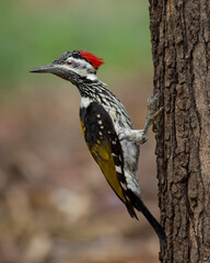 Wildlife Photography Expedition