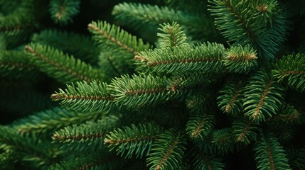 Fototapeta na wymiar A close up of a pine tree with green needles