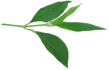 Ayurvedic Vasica leaves