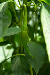 Capsicum annuum, Doux trés long des Landes, Poivron