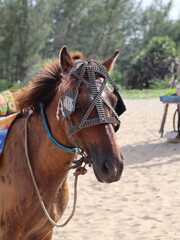 Obraz premium View of a riding horse standing on a blurred beach background.