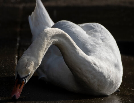 mute swan (cygnus olor) graceful close-up and sitting in moody lighting