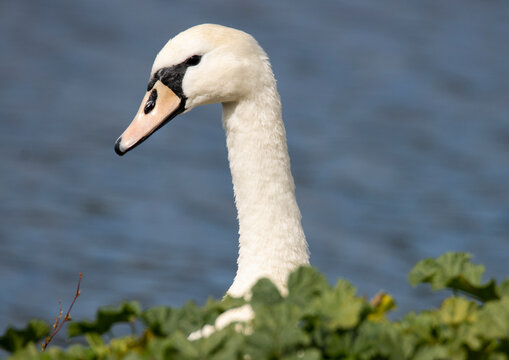mute swan (cygnus olor) head shot with blue lake in background