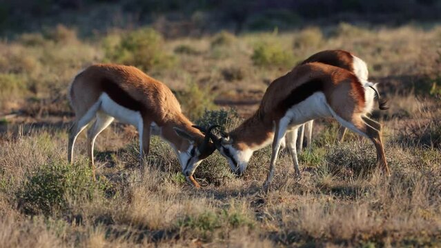 Young springbuck rams ply fighting early morning