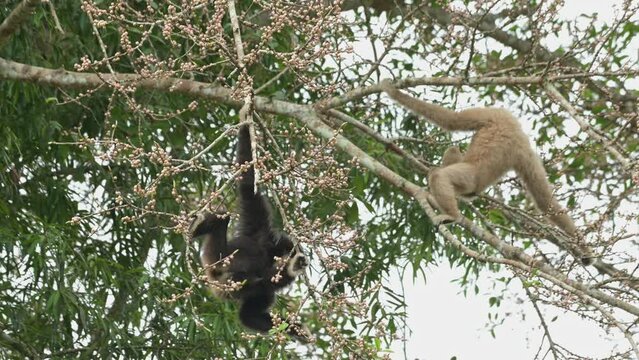 Two individuals hanging and feeding the black one reaches down while the other resting on the branch while choosing fruits to eat, White-handed Gibbon Hylobates lar , Thailand