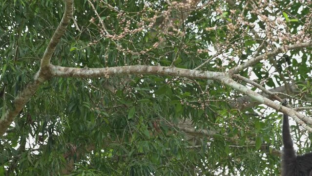 This black individual showing off its hanging skills as it feeds on fruits and then swings to the right to go away, White-handed Gibbon Hylobates lar , Thailand