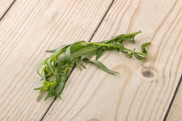 Green tarragon herb spice for cooking