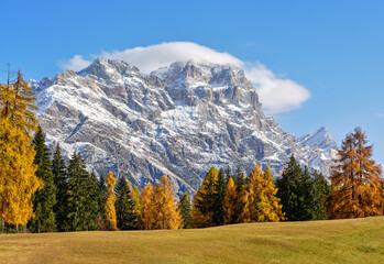 Larch forests with the orange colors of autumn in the Belluno Dolomites in Cortina d'Ampezzo, Veneto, Italy, Europe. In the background the characteristic peaks of the Tofane.