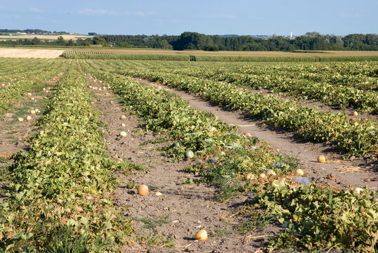 Cucunis melo 'Charentais' , Melon
