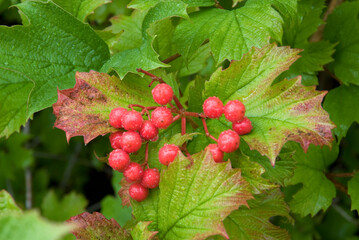 Viburnum opulus, Viorne obier,  Bois à quenouille,